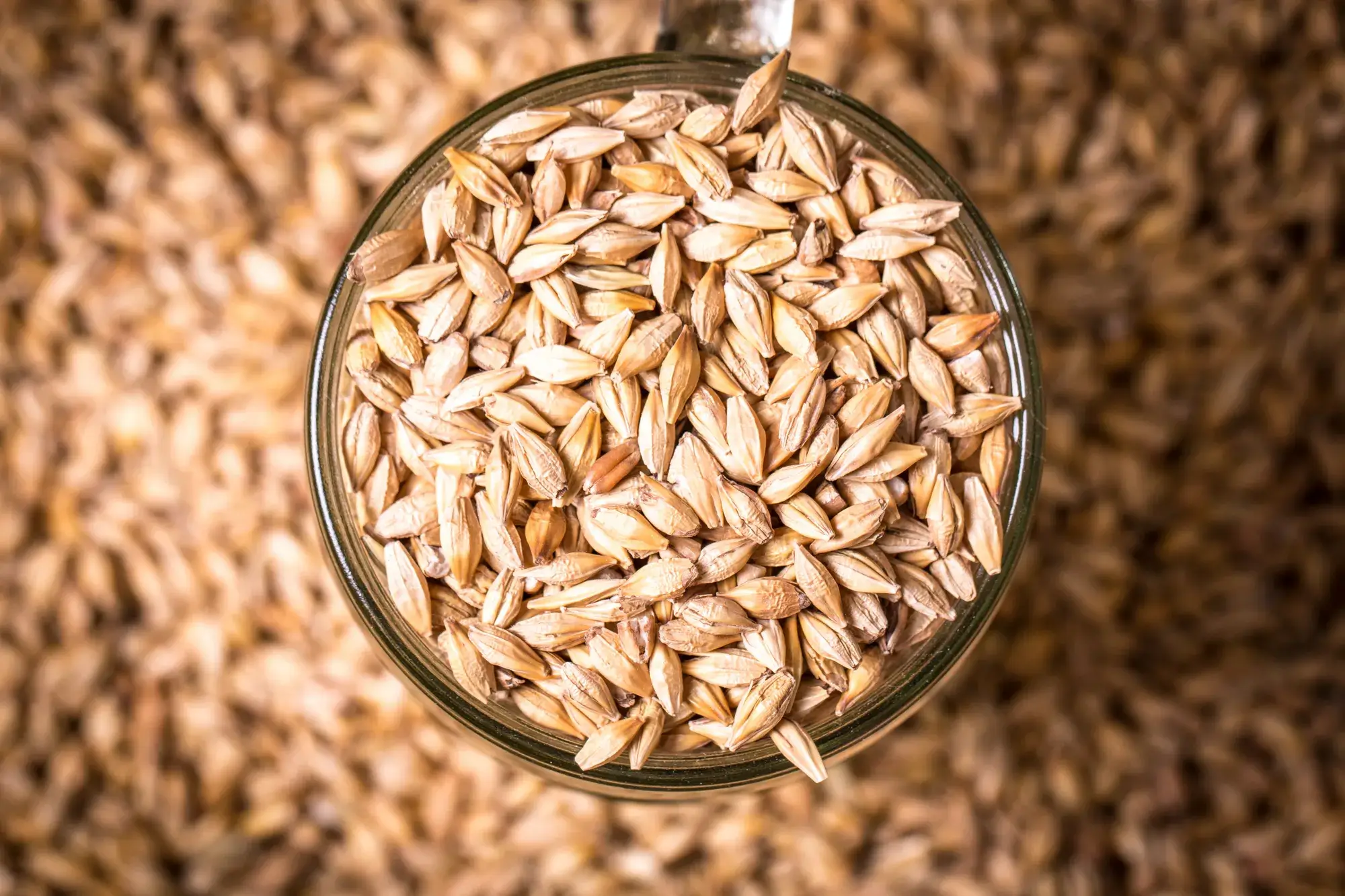 The most common grains used for beer