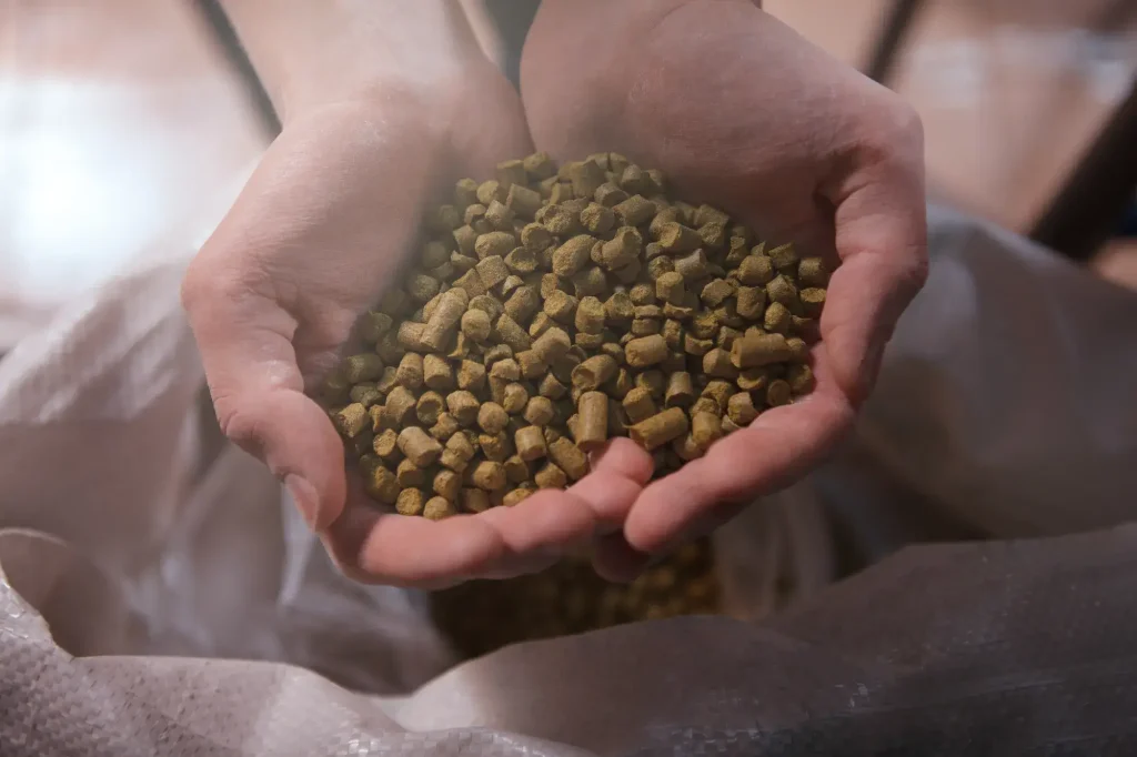Hops: the essential ingredient for flavorful beer